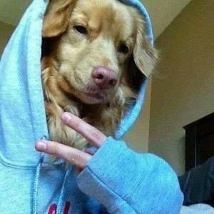 Meet your Posher, Genaro